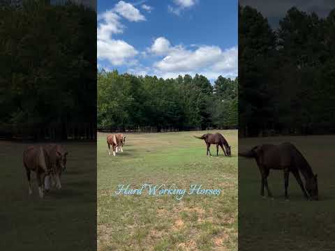 Hard Working Horses