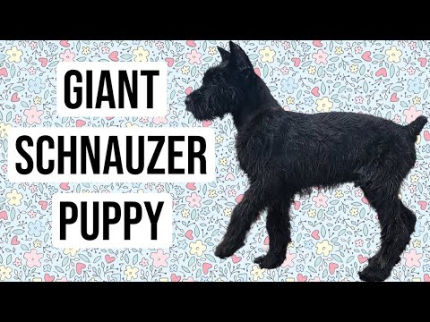 Giant Schnauzer Puppy