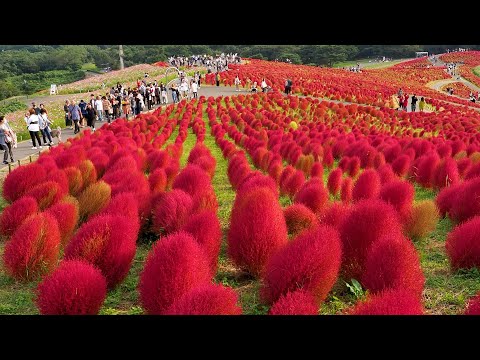 【4K Autumn colors】 Kochias Dyed in the Evening Glow and Winter-Adorned Garden Mums. #ひたち海浜公園 #コキア