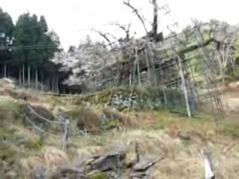 樽見の大桜へ（仙桜）sakura