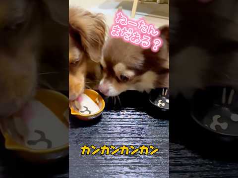 ひとの皿まで見たくなる美味しさ？！宮崎牛 #1115 #dog #チワックス #チワワ