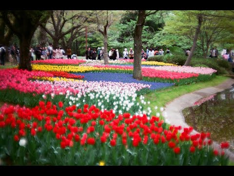 国営昭和記念公園（東京都）