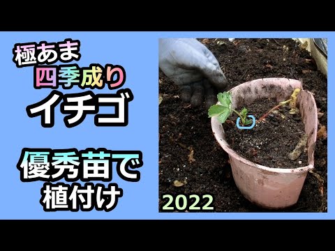 【四季なりイチゴ ベランダ栽培】⑧優秀苗で新株の植え付け 2022