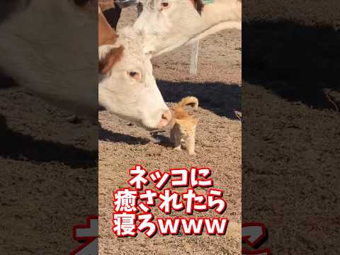 ネッコの動画で癒されたら寝ろｗｗｗ　#2ch #2chまとめ 動物スレ #2ch面白いスレ #動物 #犬 #猫 #癒やし #ねこ動画