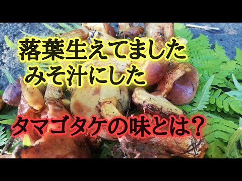 山でキノコ採り落葉の味噌汁！野人倶楽部活動の回。ヒグマの糞あり。