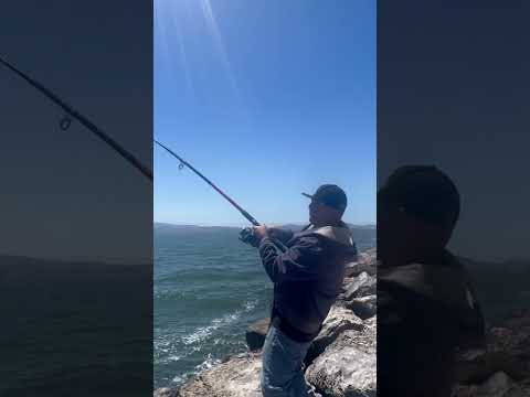 This Weekend Back In The Bay Area‼️ #california #fishing #bayarea #fish #bankfishing #viral #youtube