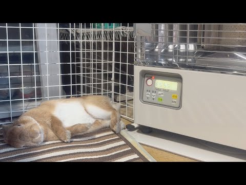 A rabbit who ignores his owner's love and prioritizes the warmth of the stove... (No. 1729)