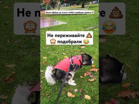 Простое удовольствие! Прогулка в парке #хаски #shorts #husky #usa #washingtonstate