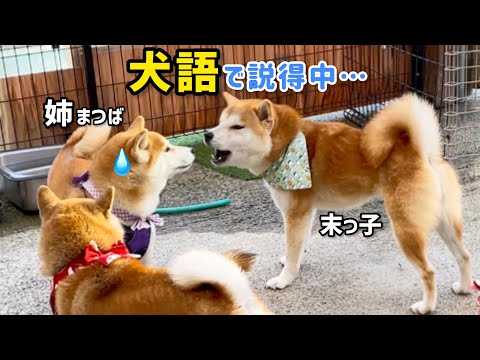 【犬語で説得】陽キャ末っ子柴犬が陽キャ姉柴犬の興奮に犬語で説得したら効果テキメンで笑えるw