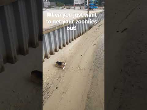 Grace playing in the sand!  Zoomies time!