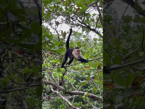 Monkey videos #shorts #monkey #ytshorts