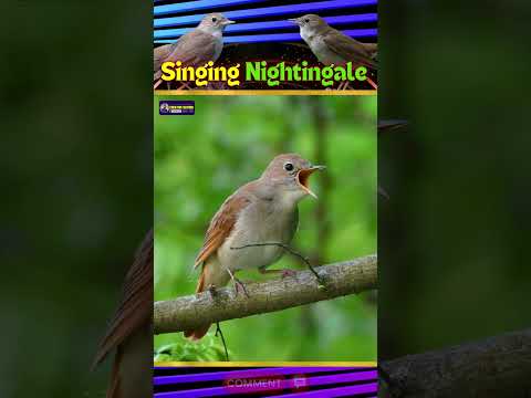 Melodic Marvel Bird | Enchanting World of the Nightingale Singing Bird | Creative Nature #shorts