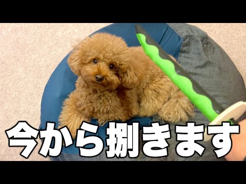 ステーキかと思ったらうちの犬だった件。