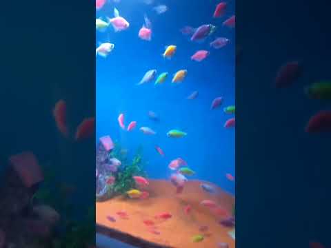 cute fish##youtubeshorts #shortvideo #fish