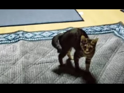 仔猫にやられる