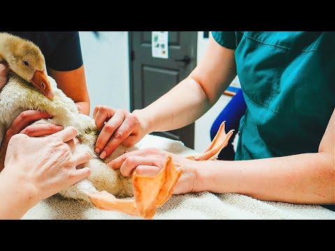 Meatball's Surgery