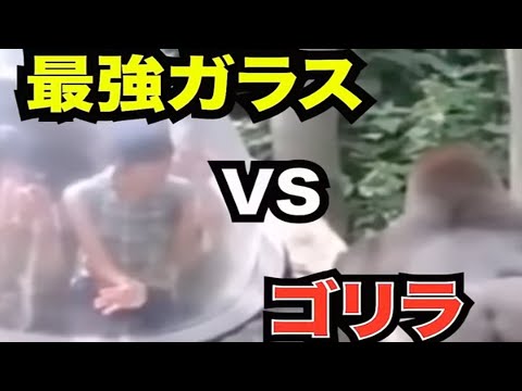 ゴリラと人間が戦ったら？　#shorts