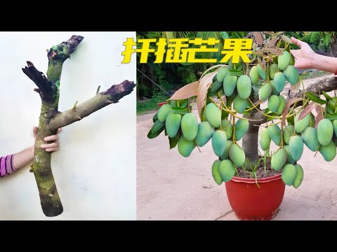 芒果枝随便涂抹一点东西，就能扦插成活，方法简单，一看就会