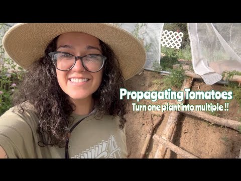 How to Propagate Tomato Plants: Step-by-Step Guide | Easy Gardening Tips for Expanding Garden