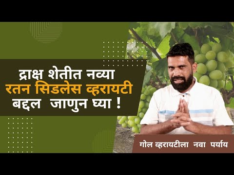 shrihari ghumare | द्राक्ष शेतीत नव्या रतन सिडलेस व्हरायटी बद्दल माहिती