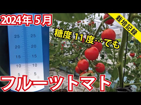 【糖度11以上】小量多潅水でフルーツトマトを育てる【2024年5月】