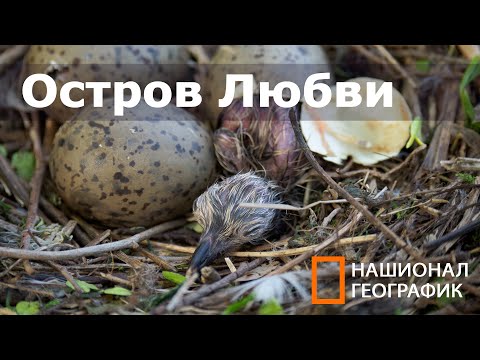 как вылупляются птенцыт. Чайки