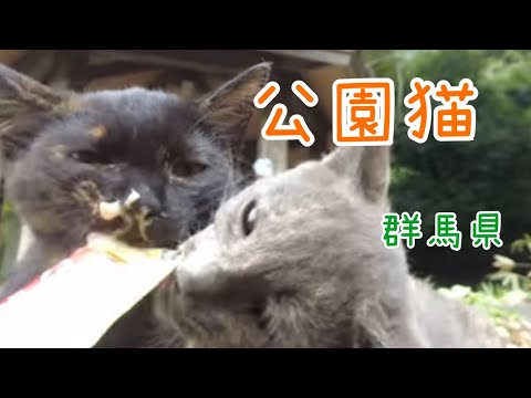 桜猫しかいなかったのに、子猫がいっぱい【群馬県】【秋2024】【猫スポット】