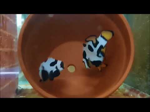 AquaDancing Mozart K4 Clownfish（Captive-Bred , Hybrid）人工莫札特小丑K-4