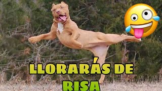 🚨 Este Video te Hará REÍR [99,8% GARANTIZADO] 🙀🐶 Mejores Animales Graciosos del Momento