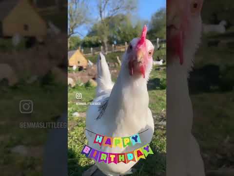 Celebrating our first birthday 😍🦆🐓 #eggs #chickens #shorts