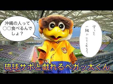 【癒し動画】琉球サポと戯れるベガッ太くん♥️