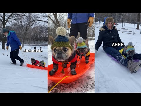 My Dogs Go Sledding