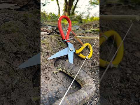 Simple Easy Snake Trap using Scissors & hole#buildsnaketrap