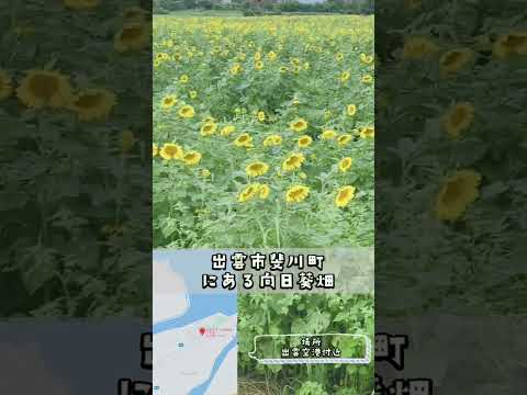 夏はやっぱり向日葵ですね🌻