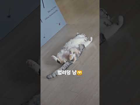 #고양이 #고양이일상 #고양이브이로그 #고양이영상 #고양이 #스코튀시폴드 #고양이일상 #cute