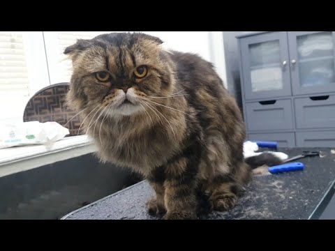 🐱💖✂️ Scottish Fold Cat Grooming #catgrooming #grooming #scottishfold #tabbycat #catlover #cutecat