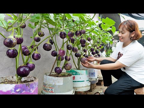 Revealing how I easily grow a garden of superfruit eggplants