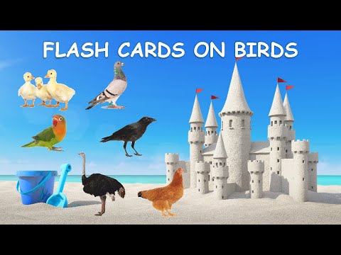 BIRDS FLASH CARDS FOR TODDLERS | Learn bird names | Kids educational video |