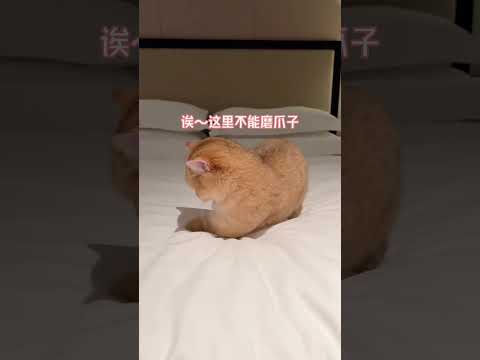 哪来那么多乖巧小猫！ 铲屎官的乐趣 猫咪