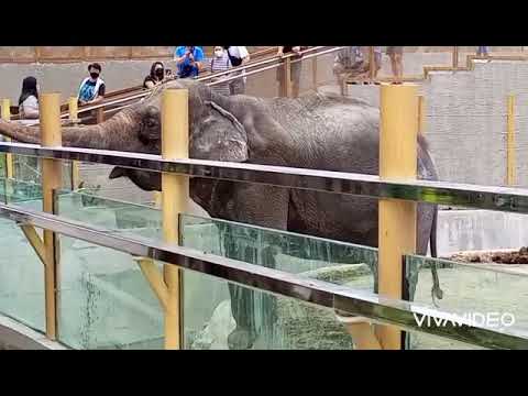 2022 Manila Zoo, Part 1 | Nalyn's Journey