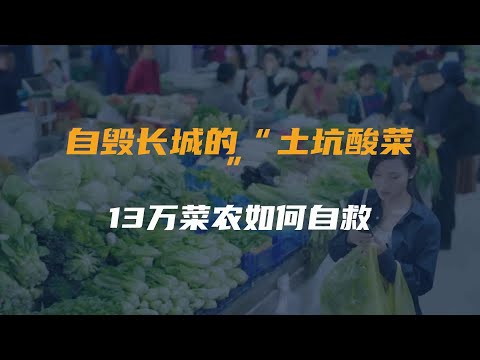 自毁长城的“土坑酸菜”，13万菜农如何自救？