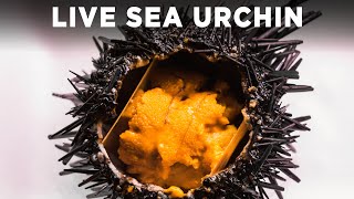 Live Sea Urchin