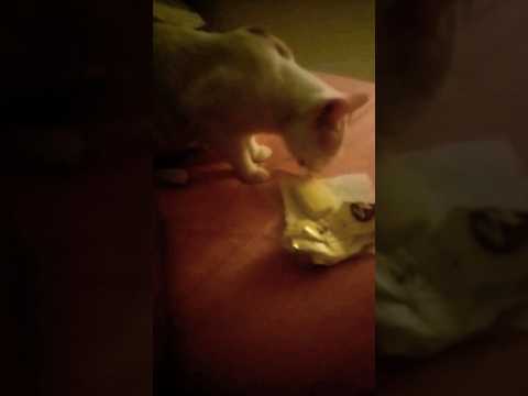 CAT EATING ICE CREAM #cats #funnycats #catlovers #pets