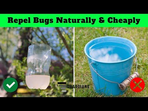 15 Ways to Repel Bugs Naturally And Cheaply | The Guardians Choice