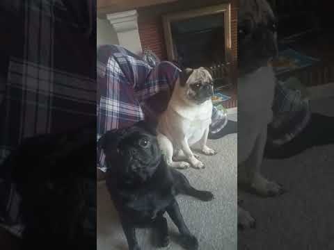 life with pugs omg I love you! #funwithpets #adorable #doglover #pug #likeandsubscribe