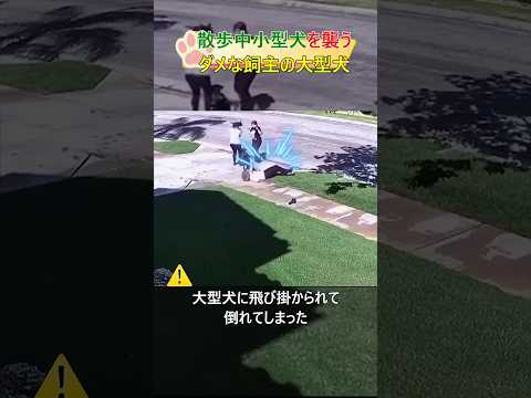 散歩中小型犬を襲う大型犬#dog #shorts#dangerous #犬#小型犬 #大型犬