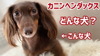 【カニンヘンダックスを飼いたい方へ】カニンヘンダックスの性格や特徴や魅力、ミニチュアダックスとの違いはこんな感じ。