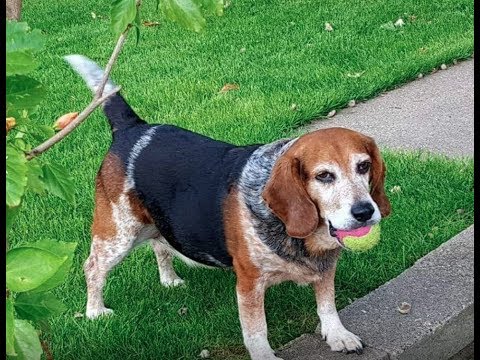 Buddy the Beagle - Saying "I Love You"