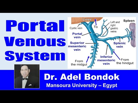 Portal Venous System, Portal Vein and Portal Systemic Anastomosis, Dr Adel Bondok