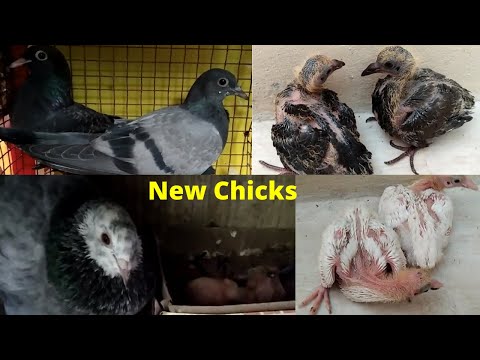 My new Pigeon Chicks |  Baby Pigeon | புறா குஞ்சு | தமிழில் | #PigeonChick #ChicksUpdate |#NewChicks